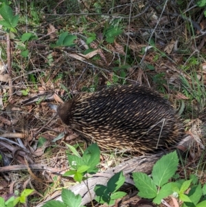 Tachyglossus aculeatus at Coppabella, NSW - 13 Nov 2023