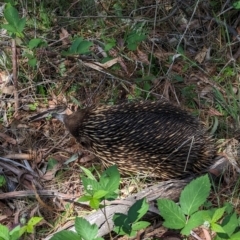 Tachyglossus aculeatus at Coppabella, NSW - 13 Nov 2023