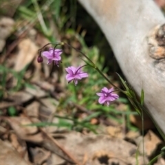 Arthropodium minus (Small Vanilla Lily) at Coppabella, NSW - 13 Nov 2023 by Darcy