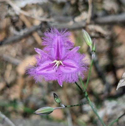 Thysanotus tuberosus (Common Fringe-lily) at Carabost Flora Reserve - 13 Nov 2023 by Darcy