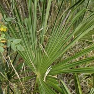 Washingtonia filifera at Nicholls, ACT - 14 Nov 2023