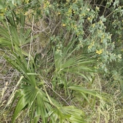 Washingtonia filifera at Nicholls, ACT - 14 Nov 2023 02:06 PM