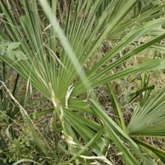 Washingtonia filifera at Nicholls, ACT - 14 Nov 2023 02:06 PM