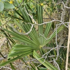 Washingtonia filifera at Nicholls, ACT - 14 Nov 2023 02:06 PM