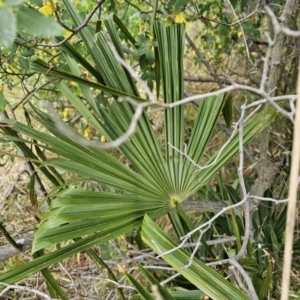 Washingtonia filifera at Nicholls, ACT - 14 Nov 2023 02:06 PM