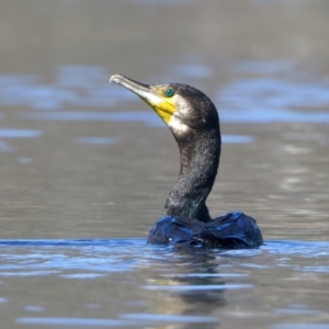 Phalacrocorax carbo at QPRC LGA - 13 Nov 2023 02:41 PM