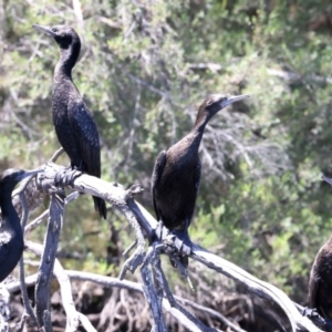 Phalacrocorax sulcirostris at Googong Foreshore - 13 Nov 2023