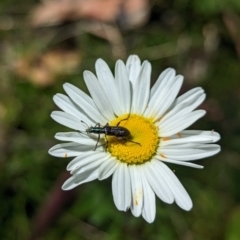 Unidentified Beetle (Coleoptera) at Carabost Flora Reserve - 13 Nov 2023 by Darcy