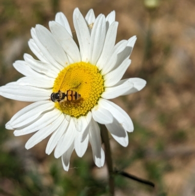 Unidentified Bee (Hymenoptera, Apiformes) at Carabost, NSW - 13 Nov 2023 by Darcy
