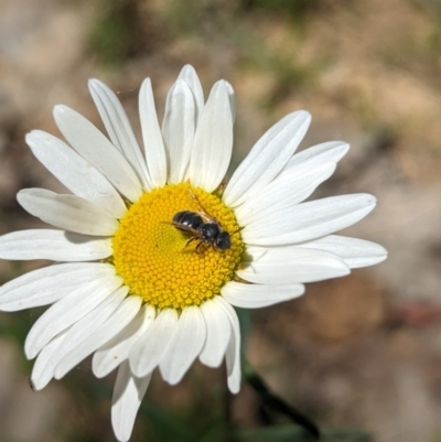 Unverified True fly (Diptera) at  - suppressed by Darcy