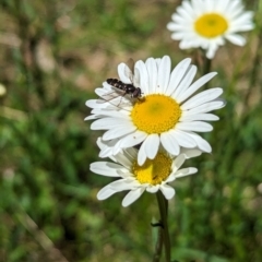 Unidentified Hover fly (Syrphidae) at Carabost Flora Reserve - 13 Nov 2023 by Darcy