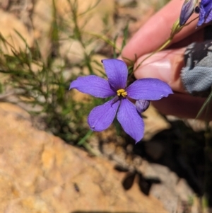 Cheiranthera linearis at Carabost Flora Reserve - 13 Nov 2023