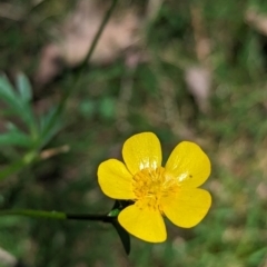 Ranunculus lappaceus (Australian Buttercup) at Carabost, NSW - 13 Nov 2023 by Darcy