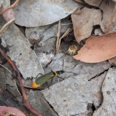 Chauliognathus lugubris (Plague Soldier Beetle) at Coppabella, NSW - 14 Nov 2023 by Darcy