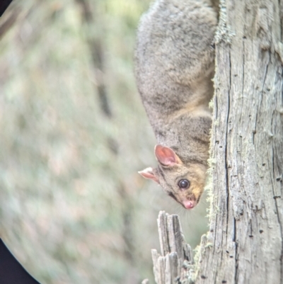 Trichosurus vulpecula (Common Brushtail Possum) at Coppabella, NSW - 14 Nov 2023 by Darcy