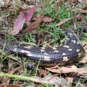 Tiliqua nigrolutea at Lower Cotter Catchment - 28 Feb 2023