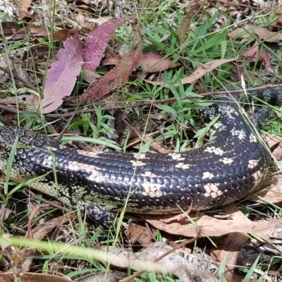 Tiliqua nigrolutea (Blotched Blue-tongue) at Cotter River, ACT - 28 Feb 2023 by BethanyDunne