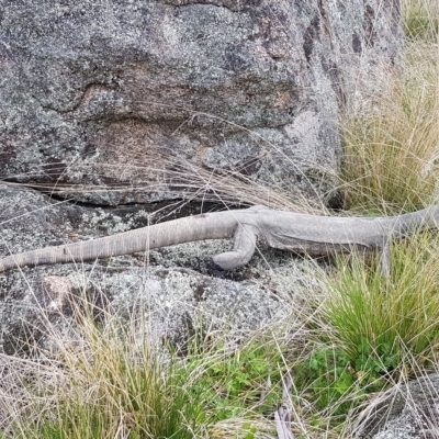 Varanus rosenbergi (Heath or Rosenberg's Monitor) at Namadgi National Park - 19 Oct 2022 by BethanyDunne