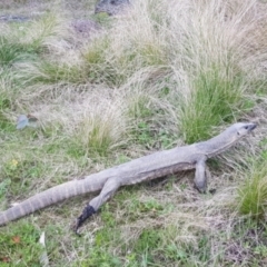 Varanus rosenbergi at Namadgi National Park - 19 Oct 2022