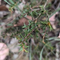 Acacia gunnii (Ploughshare Wattle) at Coppabella, NSW - 13 Nov 2023 by Darcy