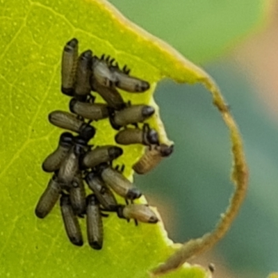 Paropsis atomaria (Eucalyptus leaf beetle) at Jerrabomberra, ACT - 14 Nov 2023 by Mike