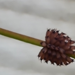 Paropsis atomaria (Eucalyptus leaf beetle) at Isaacs Ridge and Nearby - 14 Nov 2023 by Mike