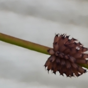 Paropsis atomaria at Isaacs Ridge and Nearby - 14 Nov 2023