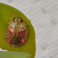 Paropsisterna fastidiosa (Eucalyptus leaf beetle) at Isaacs Ridge and Nearby - 14 Nov 2023 by Mike