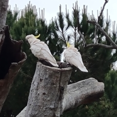 Cacatua galerita (Sulphur-crested Cockatoo) at Isaacs Ridge - 14 Nov 2023 by Mike