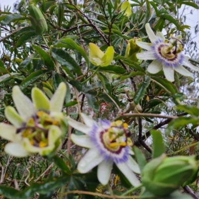 Passiflora caerulea (Blue Passionflower) at Jerrabomberra, ACT - 14 Nov 2023 by Mike