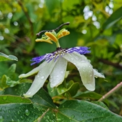 Passiflora caerulea at Isaacs Ridge and Nearby - 14 Nov 2023