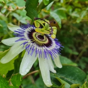 Passiflora caerulea at Isaacs Ridge and Nearby - 14 Nov 2023