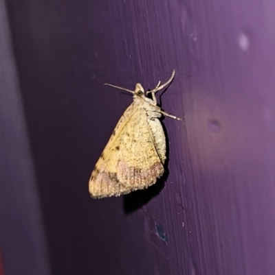Chrysolarentia mecynata (Mecynata Carpet Moth) at QPRC LGA - 14 Nov 2023 by Csteele4