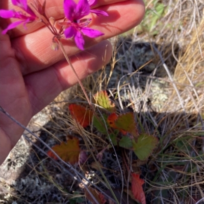 Pelargonium rodneyanum (Magenta Stork's Bill) at Suttons Dam - 2 Nov 2023 by KL