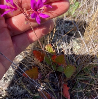 Pelargonium rodneyanum (Magenta Stork's Bill) at Suttons Dam - 1 Nov 2023 by KL