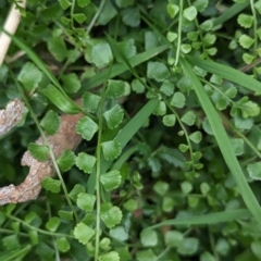 Asplenium flabellifolium (Necklace Fern) at Coppabella, NSW - 14 Nov 2023 by Darcy