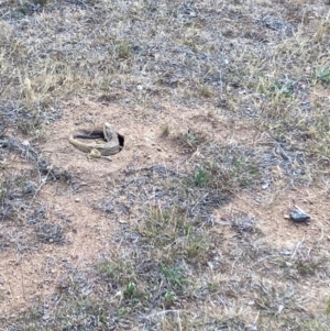 Pogona barbata at Undefined Area - suppressed
