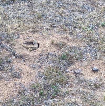 Pogona barbata (Eastern Bearded Dragon) at Hughes, ACT - 6 Nov 2023 by KL