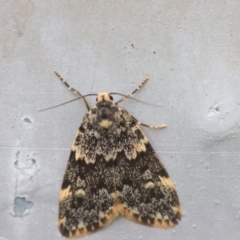 Halone sinuata (Rock Lichen Moth) at Hughes, ACT - 14 Nov 2023 by LisaH