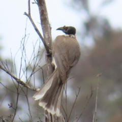 Philemon corniculatus (Noisy Friarbird) at Tuggeranong, ACT - 14 Nov 2023 by MatthewFrawley