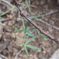 Glycine clandestina (Twining Glycine) at Coppabella, NSW - 13 Nov 2023 by Darcy