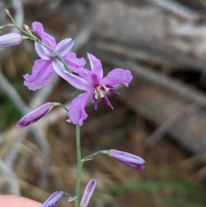 Arthropodium strictum at Coppabella, NSW - 14 Nov 2023