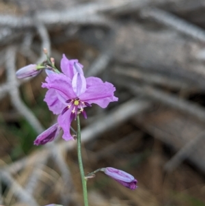 Arthropodium strictum at Coppabella, NSW - 14 Nov 2023