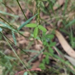 Glycine clandestina (Twining Glycine) at Mundaroo Flora Reserve - 14 Nov 2023 by Darcy