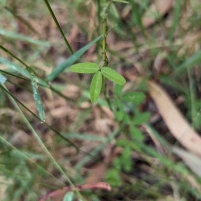 Glycine clandestina (Twining Glycine) at Mundaroo Flora Reserve - 14 Nov 2023 by Darcy