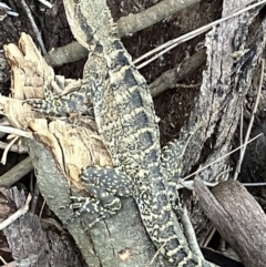 Intellagama lesueurii lesueurii at Alexandra Hills, QLD - 9 Nov 2023 by KL