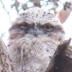 Podargus strigoides (Tawny Frogmouth) at Kambah, ACT - 14 Nov 2023 by MatthewFrawley