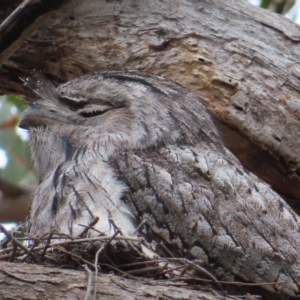 Podargus strigoides at Kambah, ACT - 14 Nov 2023