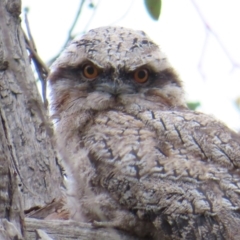 Podargus strigoides at Kambah, ACT - 14 Nov 2023