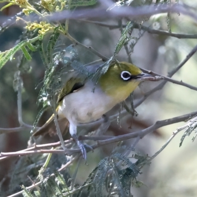 Zosterops lateralis (Silvereye) at Googong Reservoir - 13 Nov 2023 by jb2602